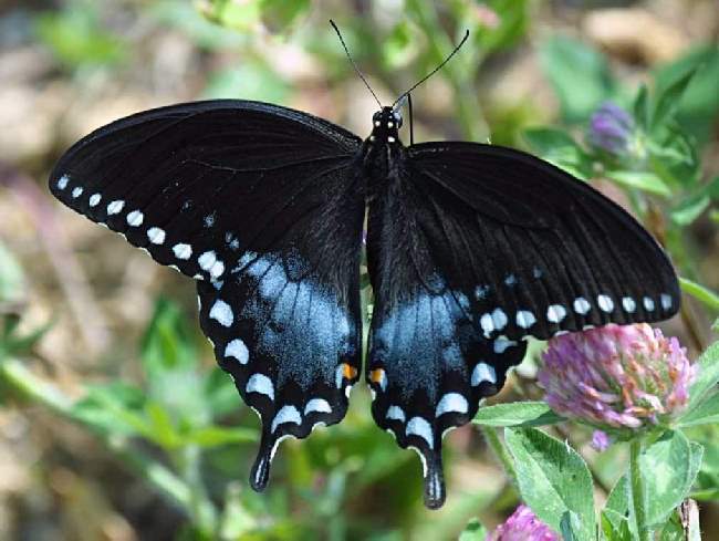 Shangrala's Beautiful Butterflies