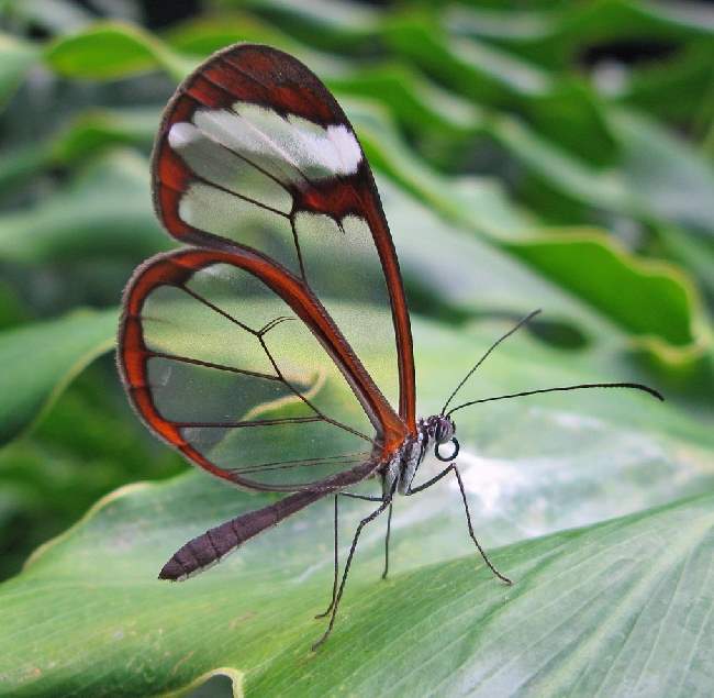 Shangrala's Beautiful Butterflies