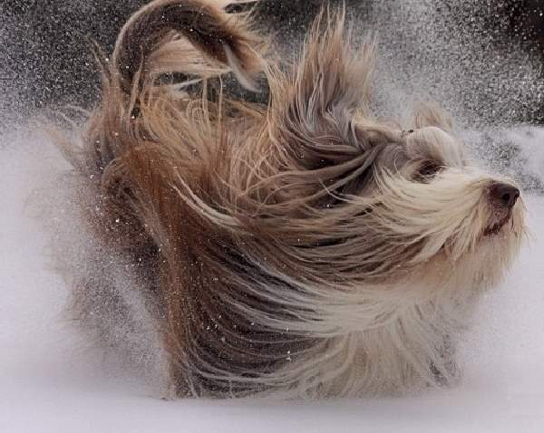 Shangrala's Dogs With Beautiful Long Fur