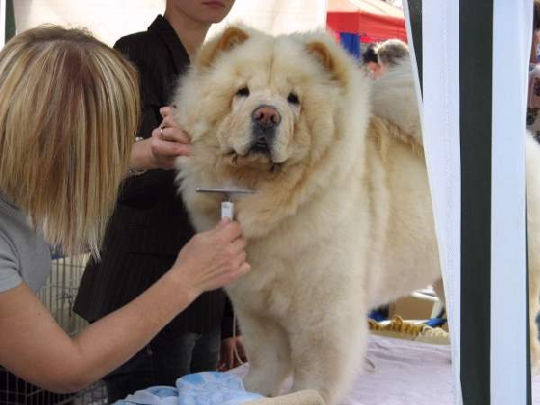 Shangrala's Dogs With Beautiful Long Fur 2