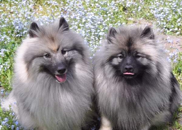 Shangrala's Dogs With Beautiful Long Fur 2
