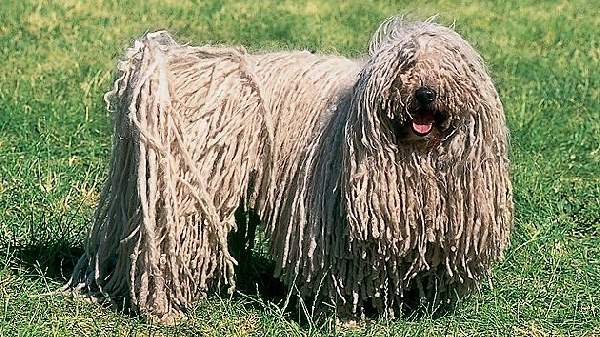 Shangrala's Dogs With Beautiful Long Fur