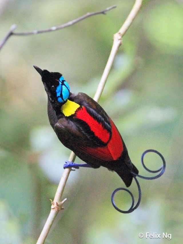 Shangrala's Beautiful Exoctic Birds