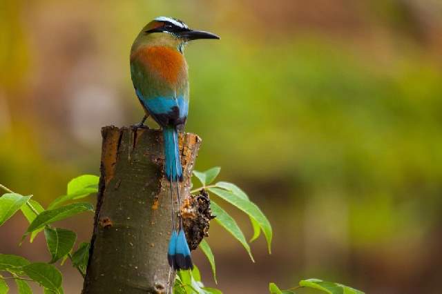 Shangrala's Beautiful Exoctic Birds 2