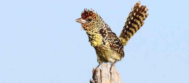 Shangrala's Beautiful Exoctic Birds