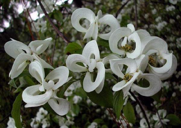 Shangrala's Beautiful Rare Flowers