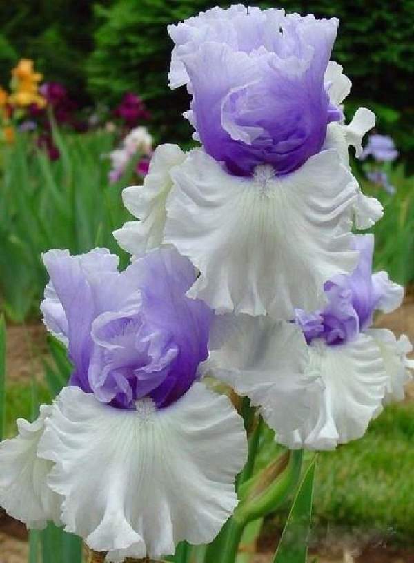 Shangrala's Beautiful Rare Flowers 2