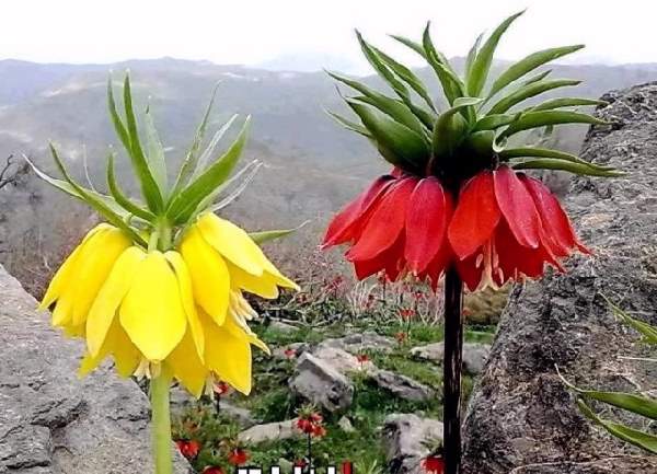 Shangrala's Beautiful Rare Flowers