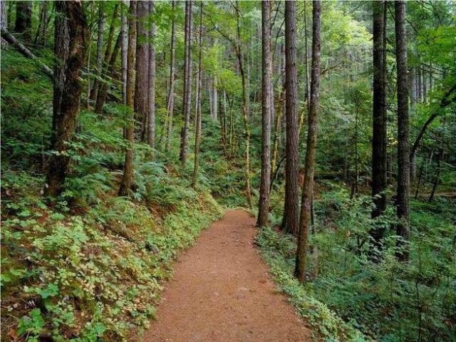 Shangrala's Walk In The Woods