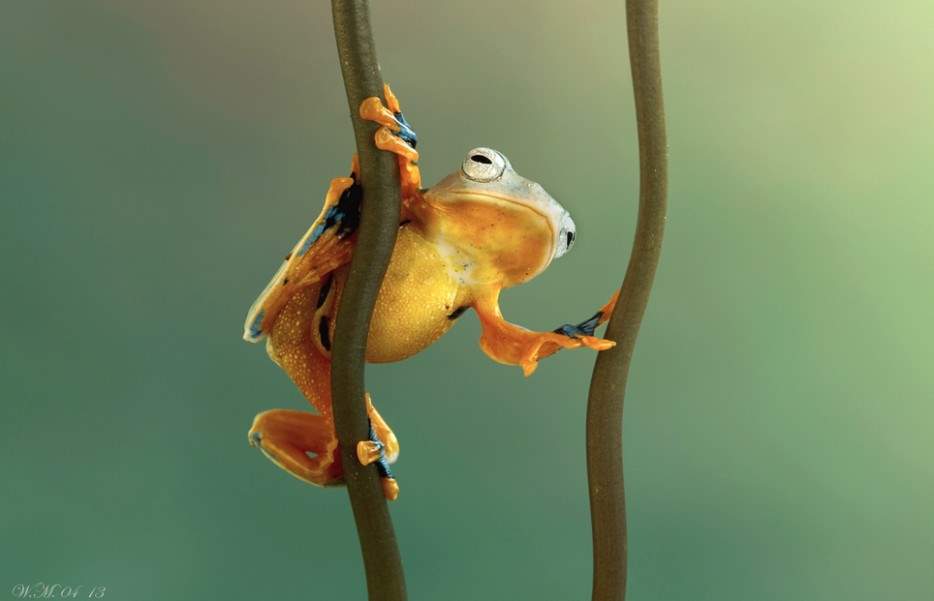 Shangrala's A Little Froggy
