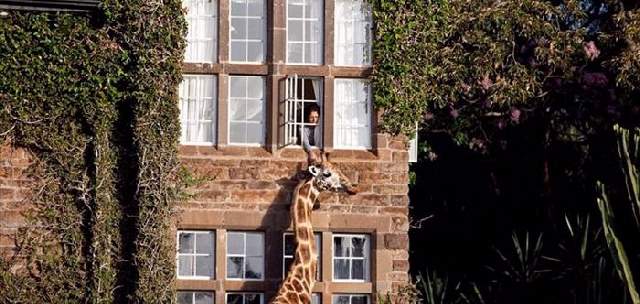 Shangrala's Giraffe Manor