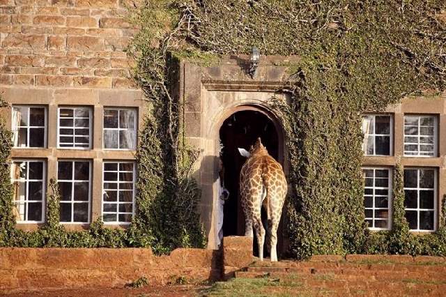 Shangrala's Giraffe Manor