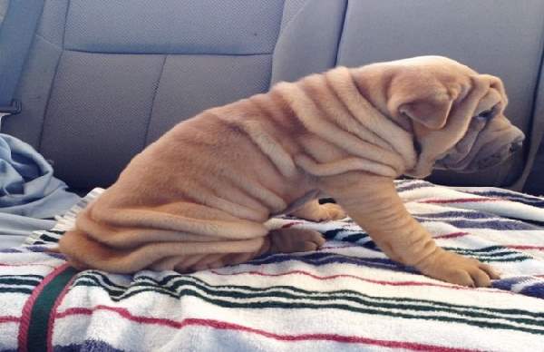 Shangrala's Adorable Wrinkly Puppies
