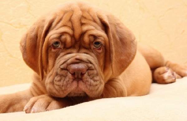 Shangrala's Adorable Wrinkly Puppies