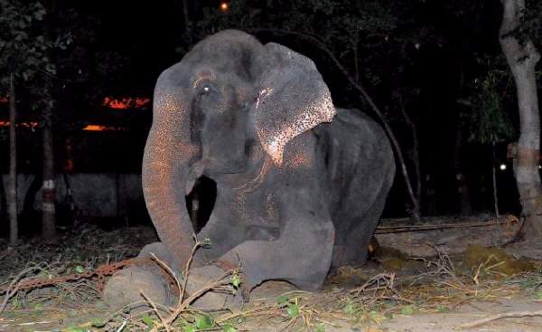 Shangrala's Elephant Rescue 2