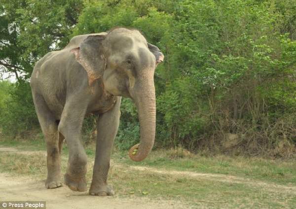 Shangrala's Elephant Rescue 2