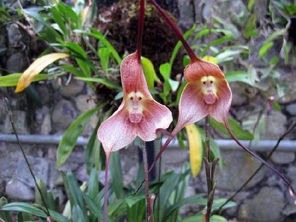 Shangrala's Beautiful Rare Flowers 3