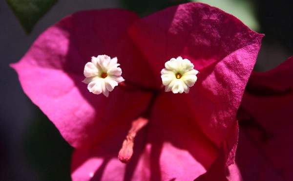 Shangrala's Beautiful Rare Flowers 4