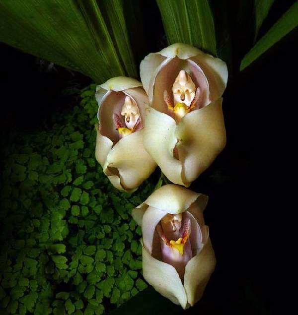Shangrala's Beautiful Rare Flowers 3