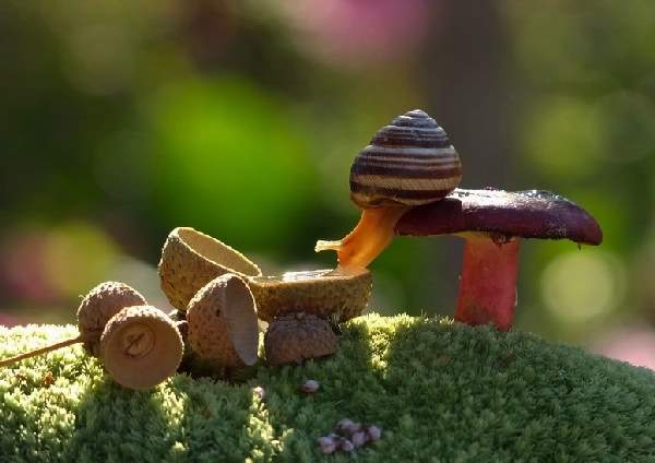 Shangrala's Magical Tiny Snails