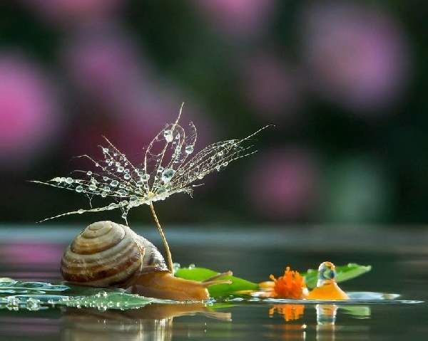 Shangrala's Magical Tiny Snails