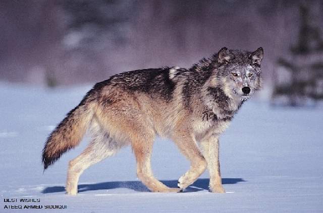 Shangrala's Beautiful Wolves