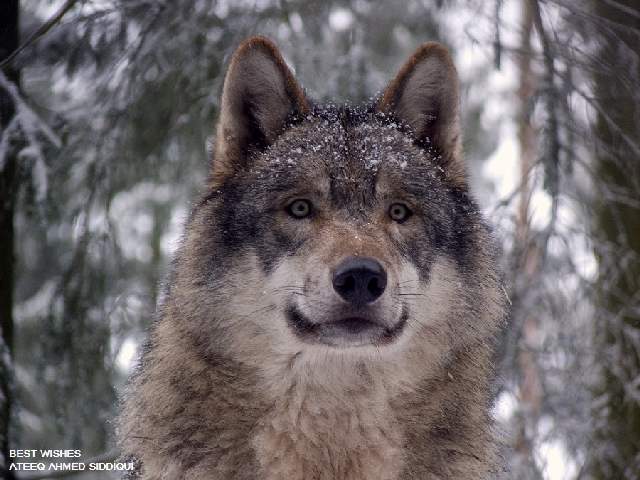 Shangrala's Beautiful Wolves