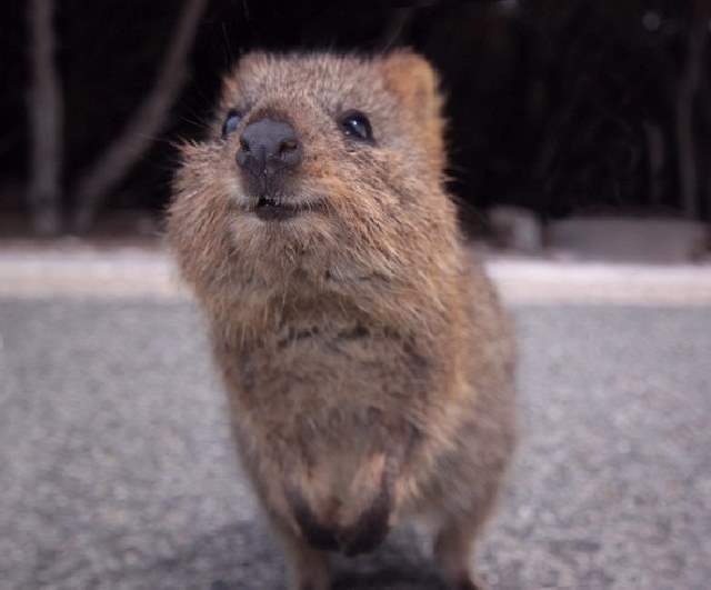 Shangrala's Cute Australian Wildlife