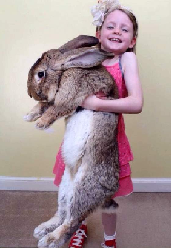 Shangrala's World's Largest Bunny