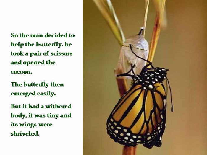 Shangrala's Butterfly's Story