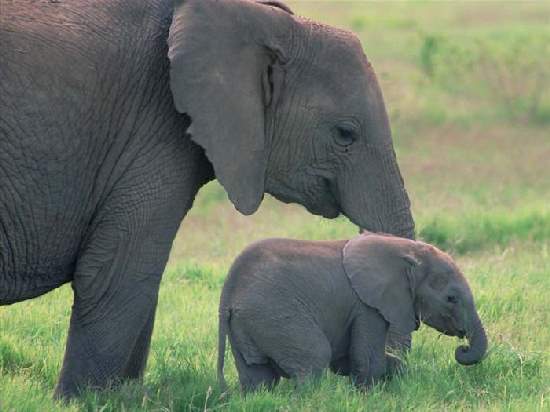 Shangrala's Adorable Baby Elephants