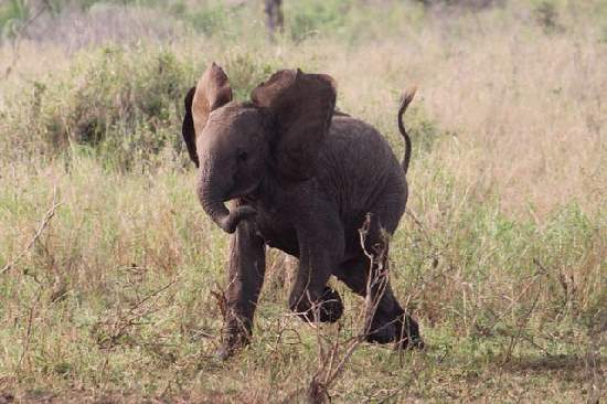 Shangrala's Adorable Baby Elephants