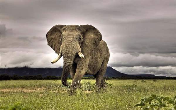 Shangrala's World's Largest Animals