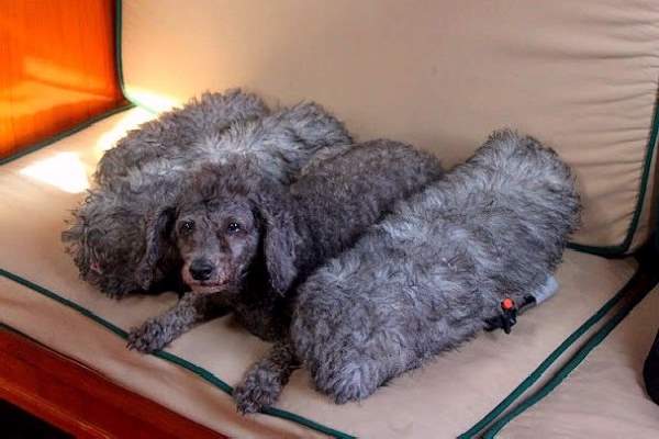Shangrala's Pets In Camouflage