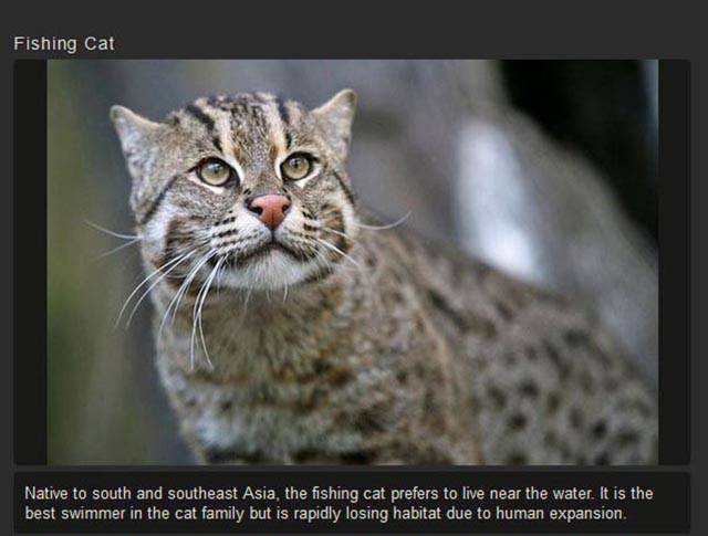 Shangrala's Rare Exotic Cats