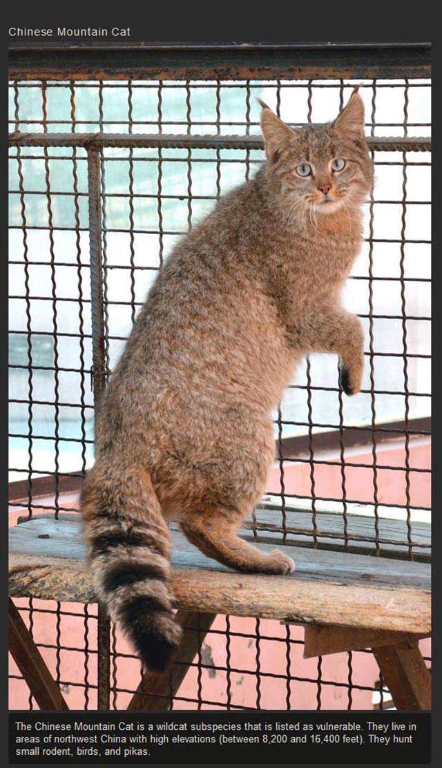 Shangrala's Rare Exotic Cats