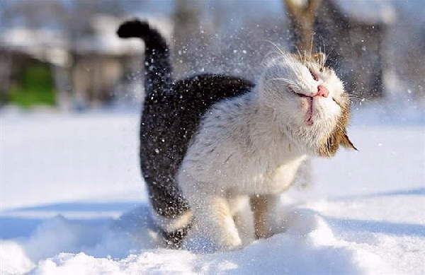 Animals First Snow