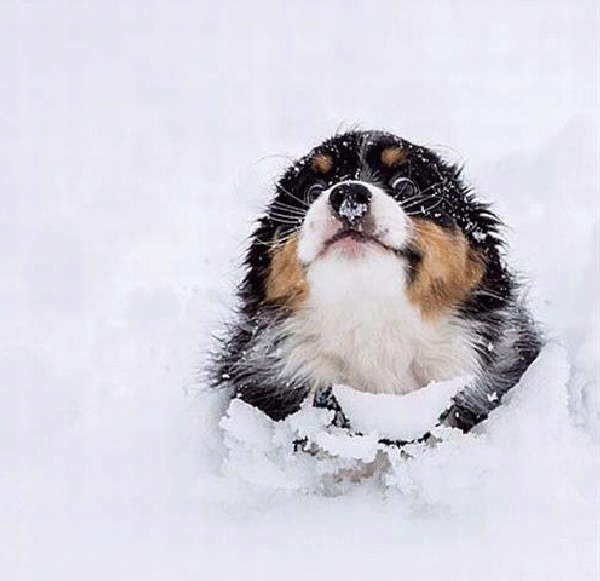 Animals First Snow