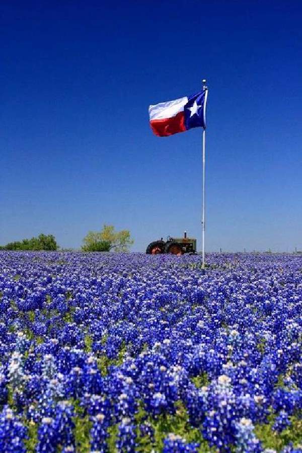 Shangrala's A Salute To Texas