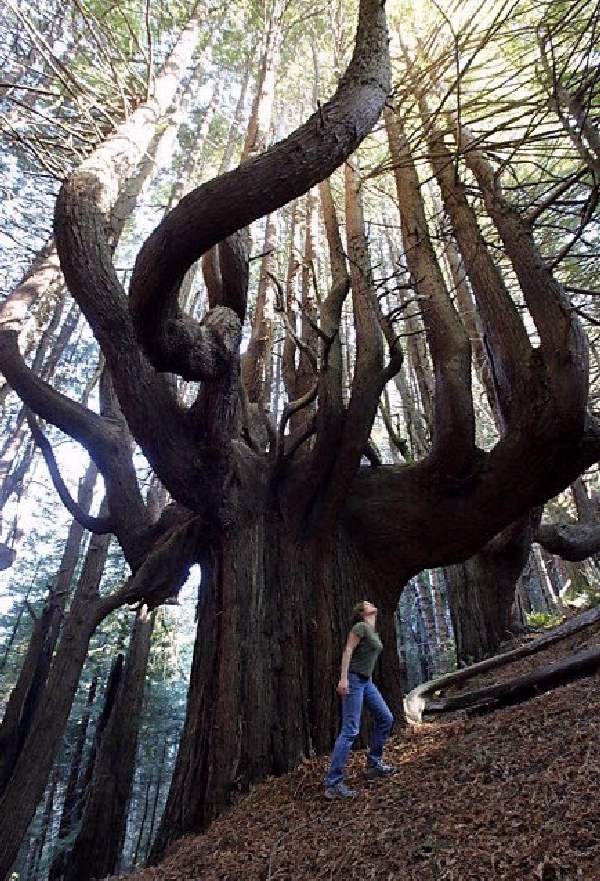 Shangrala's Most Unique Trees