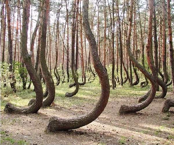 Shangrala's Most Unique Trees 2