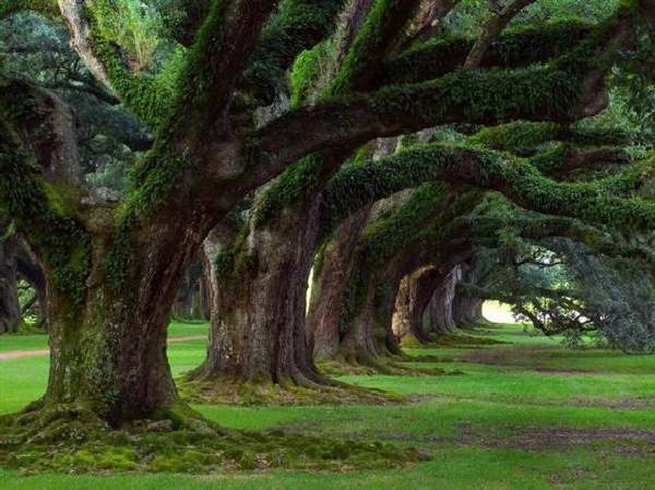 Shangrala's Most Unique Trees 2