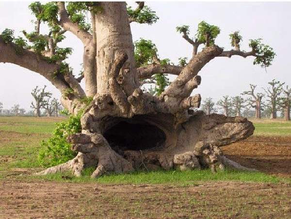 Shangrala's Most Unique Trees