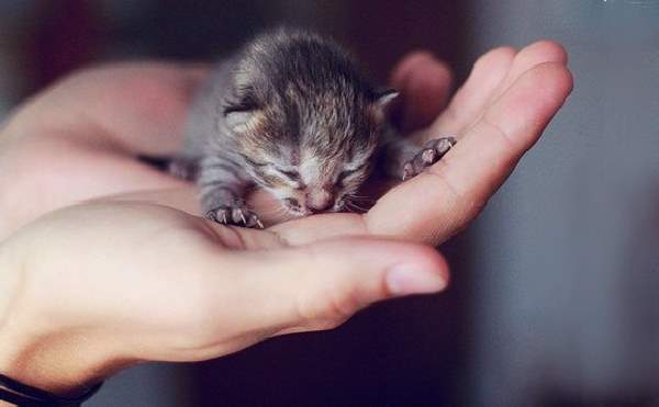 Shangrala's Hand-Sized Baby Animals