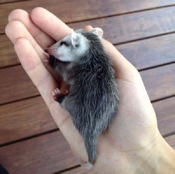 Shangrala's Hand-Sized Baby Animals