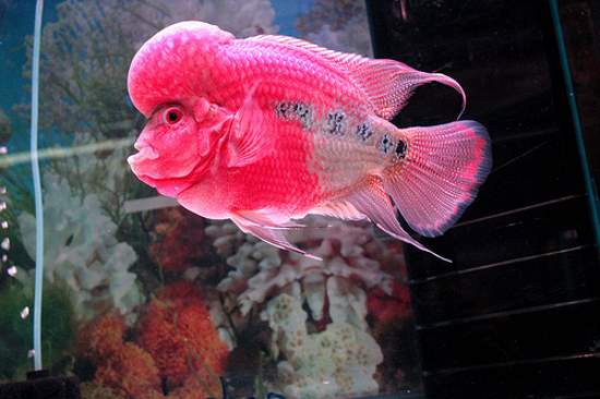 Shangrala's Colorful Fish