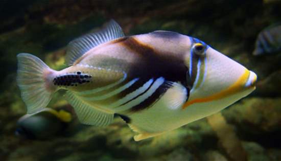 Shangrala's Colorful Fish