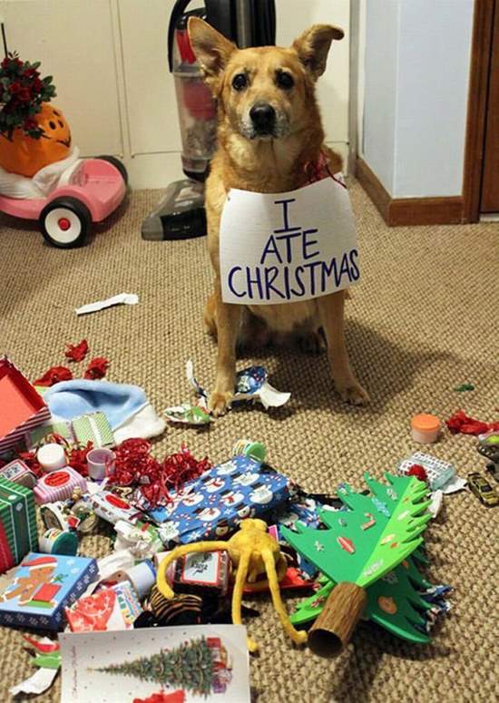 Shangrala's Naughty Christmas Pets