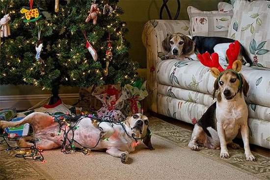 Shangrala's Naughty Christmas Pets
