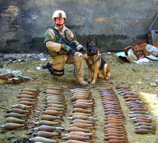 Shangrala's Military Dogs